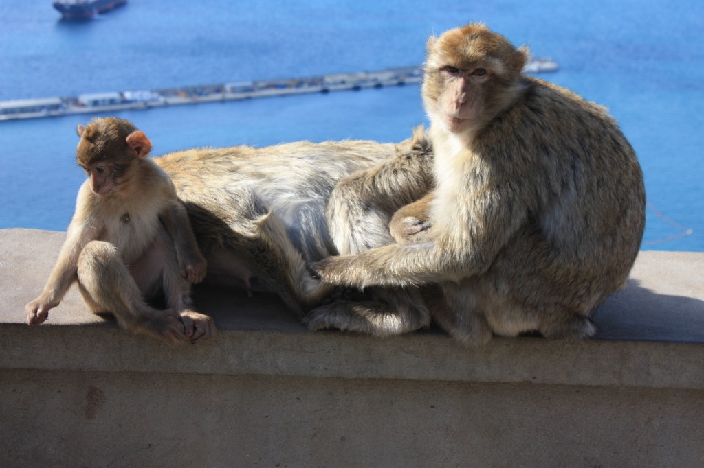 5. Gibraltar: Affen auf dem Affenfelsen von Gibraltar