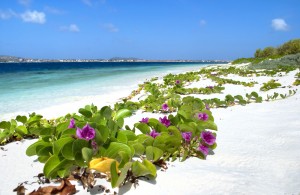 Aruba Aruba