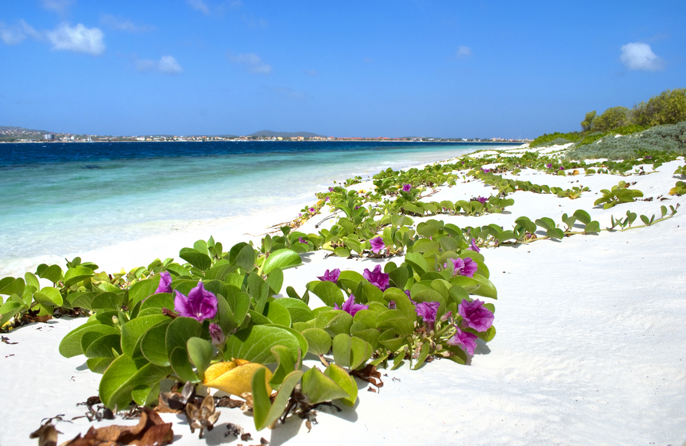 Aruba Blumenstrand, Tripodo.de