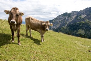allgäu