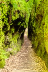 thüringer wald