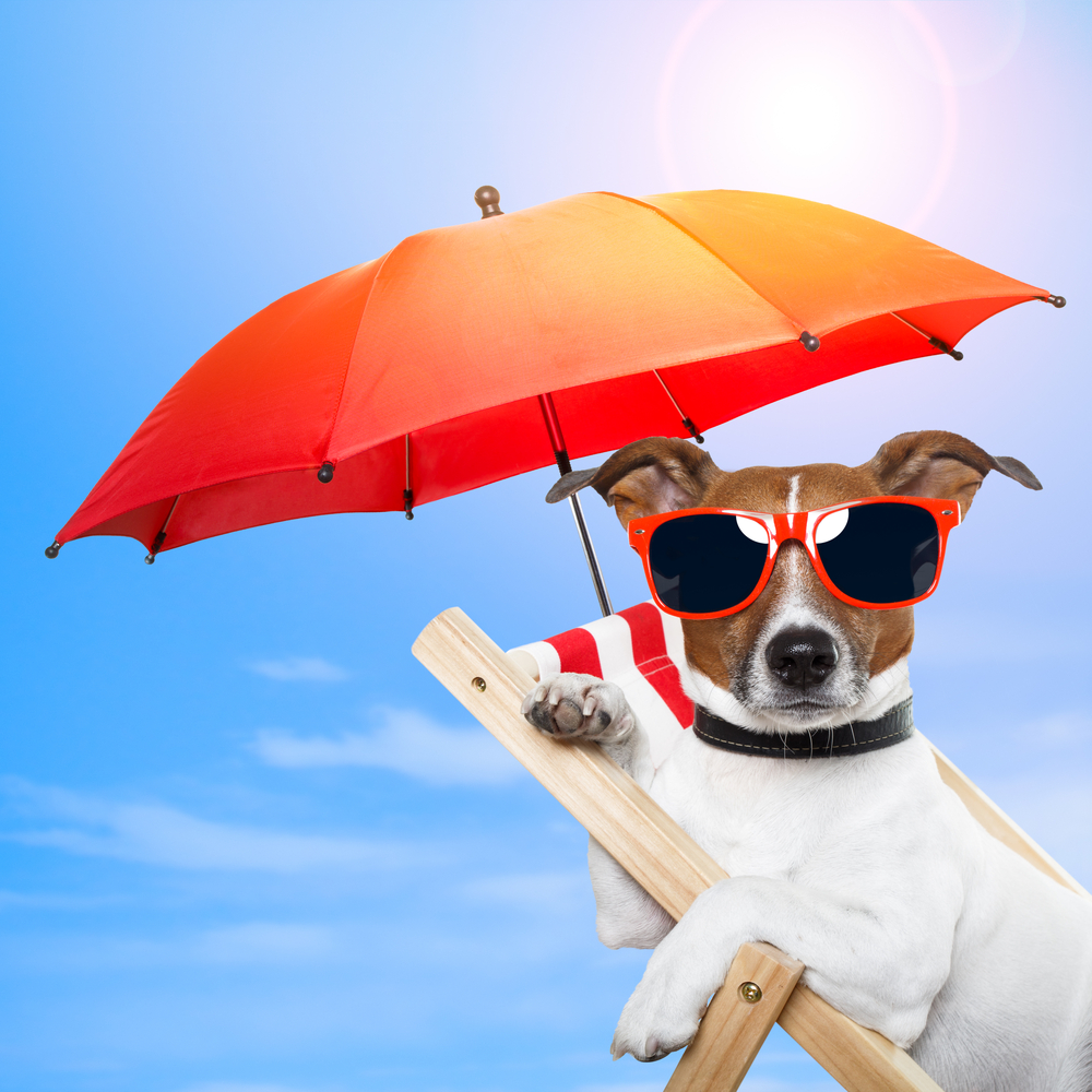So wird der Urlaub mit Hund unvergesslichTripodo Reiseblog