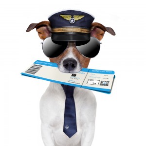 hund flugzeug urlaub mit dem hund tripodo.de ticket pilot