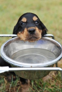 hund trinkt urlaub mit dem hund tripodo.de