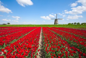 Frühling in Holland tulpen tripodo feld