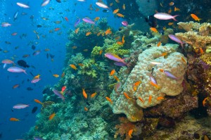 Great Barrier Reef Korallen Tripodo Fische Australien Rundreisen
