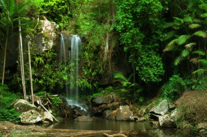 Australien Rundreisen Regenwälder Dschungel Tripodo
