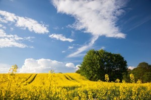 Ostsee Urlaub Tripodo Blumenwiese blauer Himmel