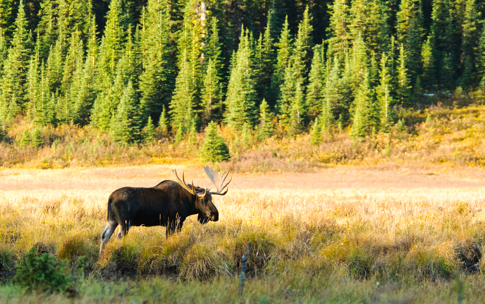 denali national park Rundreisen durch die USA