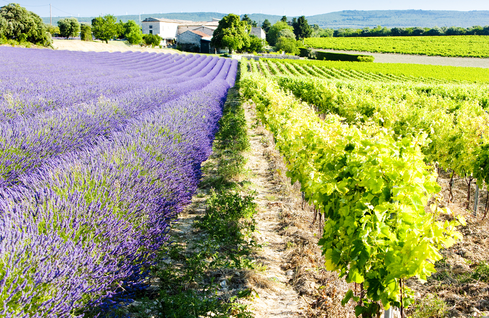 Provence Frankreich Lavendelfeld