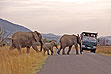 Safari