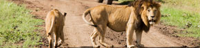 Kenia Urlaub