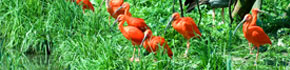 Wanderreisen Trinidad und Tobago