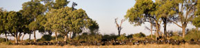 Botswana Urlaub