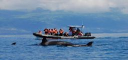 Wal- und Delfinbeobachtung