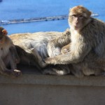 Gibraltar: Affen auf dem Affenfelsen von Gibraltar