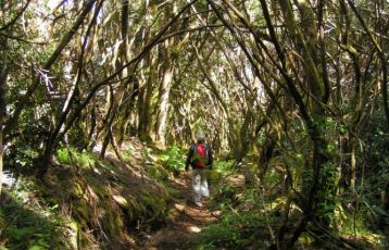 Wanderung durch den Regenwald Teneriffas