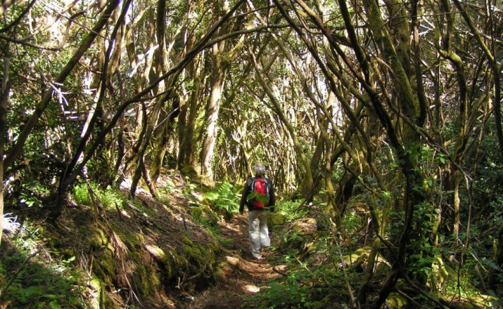 Wanderung durch den Regenwald Teneriffas