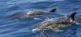 Wellness, Delfine und MEER / Relax Individuell auf La Gomera OCEANO MEERZEIT Reisen 14
