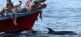 Ozeanische Wochen Klassik - Wale & Delfine vor La Gomeras Küsten OCEANO MEERZEIT Reisen 4