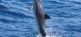 Ozeanische Wochen Klassik - Wale & Delfine vor La Gomeras Küsten OCEANO MEERZEIT Reisen 7