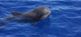 Ozeanische Wochen Klassik - Wale & Delfine vor La Gomeras Küsten OCEANO MEERZEIT Reisen 9
