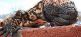 Gila-Monster