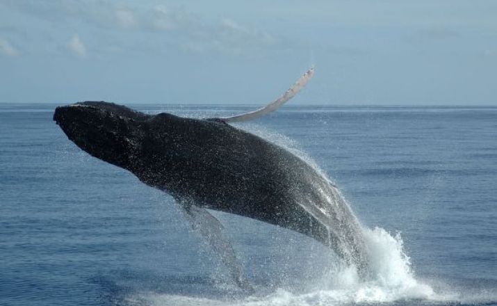 Hawaii - Magischer Abenteuerspielplatz der Götter, Delfine und Wale OCEANO MEERZEIT Reisen 1