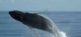 Hawaii - Magischer Abenteuerspielplatz der Götter, Delfine und Wale OCEANO MEERZEIT Reisen 2