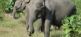 Elefantenbekanntschaft in Pinnawela