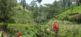 Teeplantage nahe Nuwara Eliya