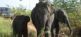 Sri Lanka Island Explorer - die besondere Erlebnisreise Sri Lanka Travel Partner 2