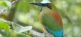 Ornithologische Costa Rica Reise napur tours GmbH 2