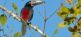 Ornithologische Costa Rica Reise napur tours GmbH 4