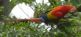 Ornithologische Costa Rica Reise napur tours GmbH 6