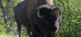 Wildlife Expedition - Wildtiere im Yellowstone Travel Dream West Tours 5