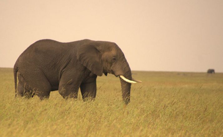 Afrikanischer Elefant