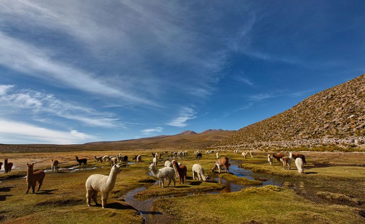 Peru-Bolivien-Chile Reise, 22 Tage Alaska Peru Tours 1