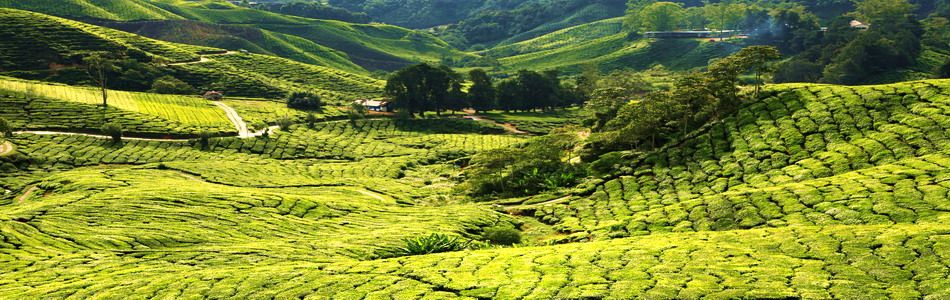 Cameron Highlands