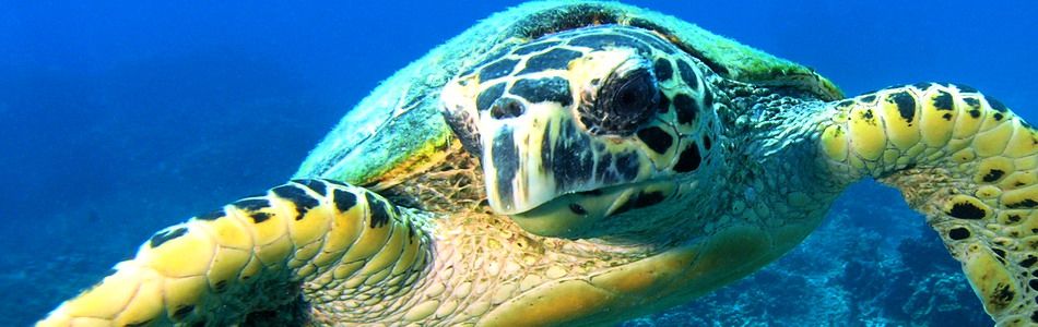 Unterwasserwelt von Tioman