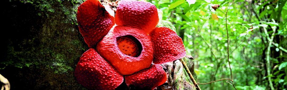 Rafflesia typisch für Malaysia