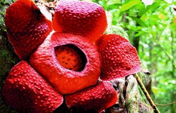 Rafflesia typisch für Malaysia