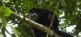 Howler Monkey