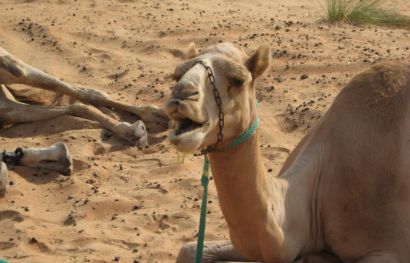 Große Oman-Rundreise