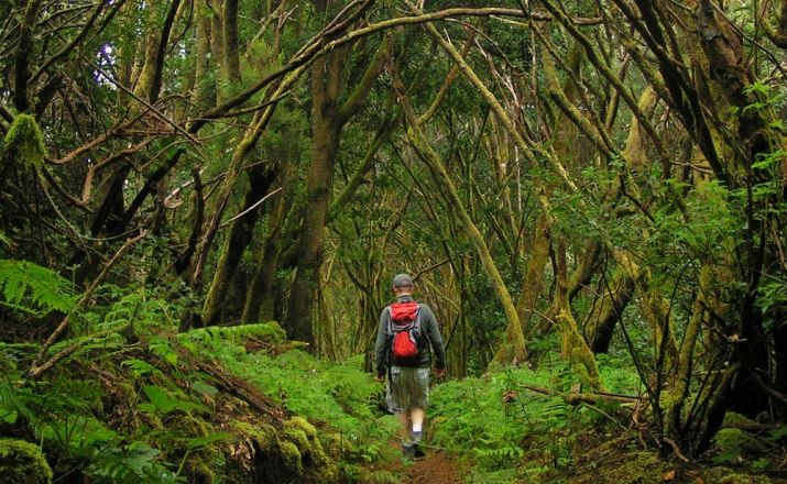 Wanderung durch den Lorbeer- und Heidewald auf El Hierro