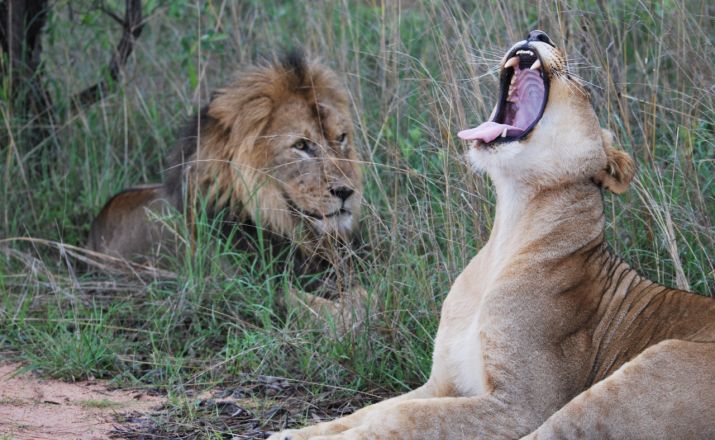 Volles Programm im mystischen und tierreichen Norden Südafrikas Südafrika wie ich es mag 1