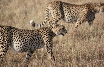 Südafrika Safari Reisen 16 Tage ab 0 €