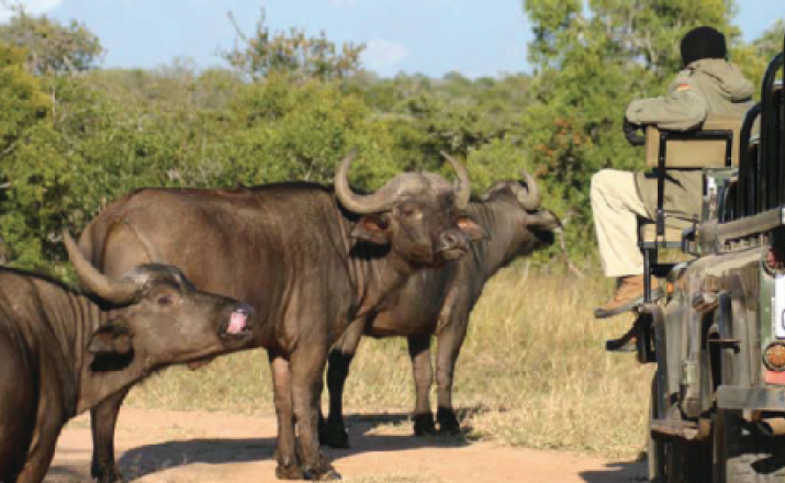 Classic Safari Experience Südafrika Deluxe 1