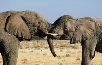 Etosha Elefanten
