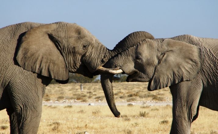 Etosha Elefanten